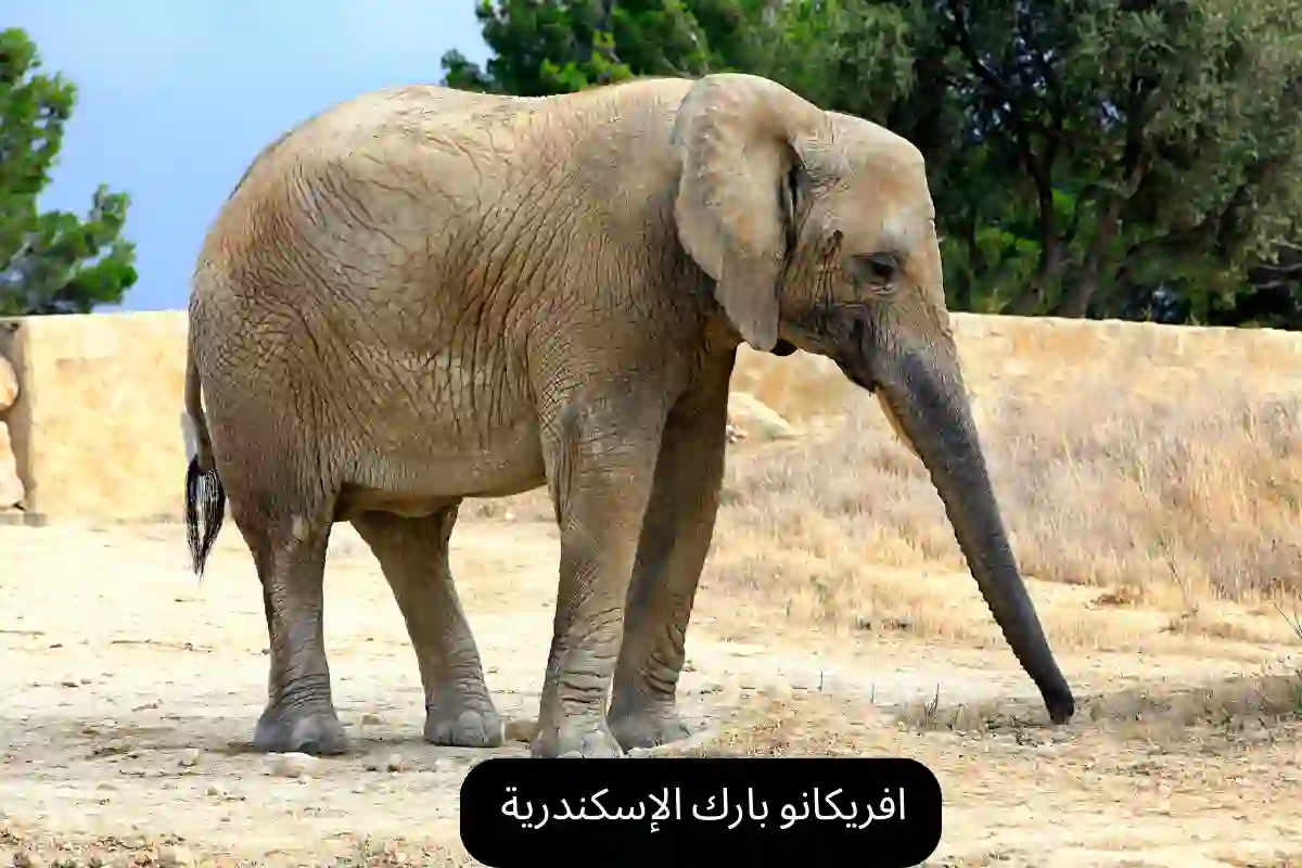 افريكانو بارك الإسكندرية