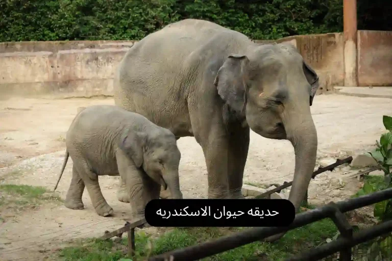 حديقه حيوان الاسكندريه