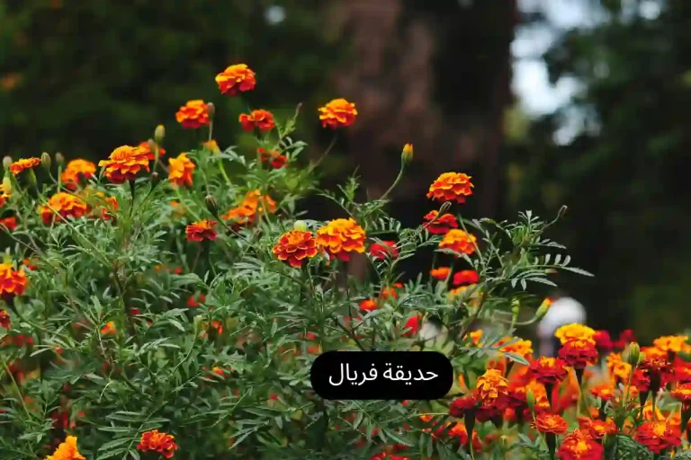 حديقة فريال في بورسعيد