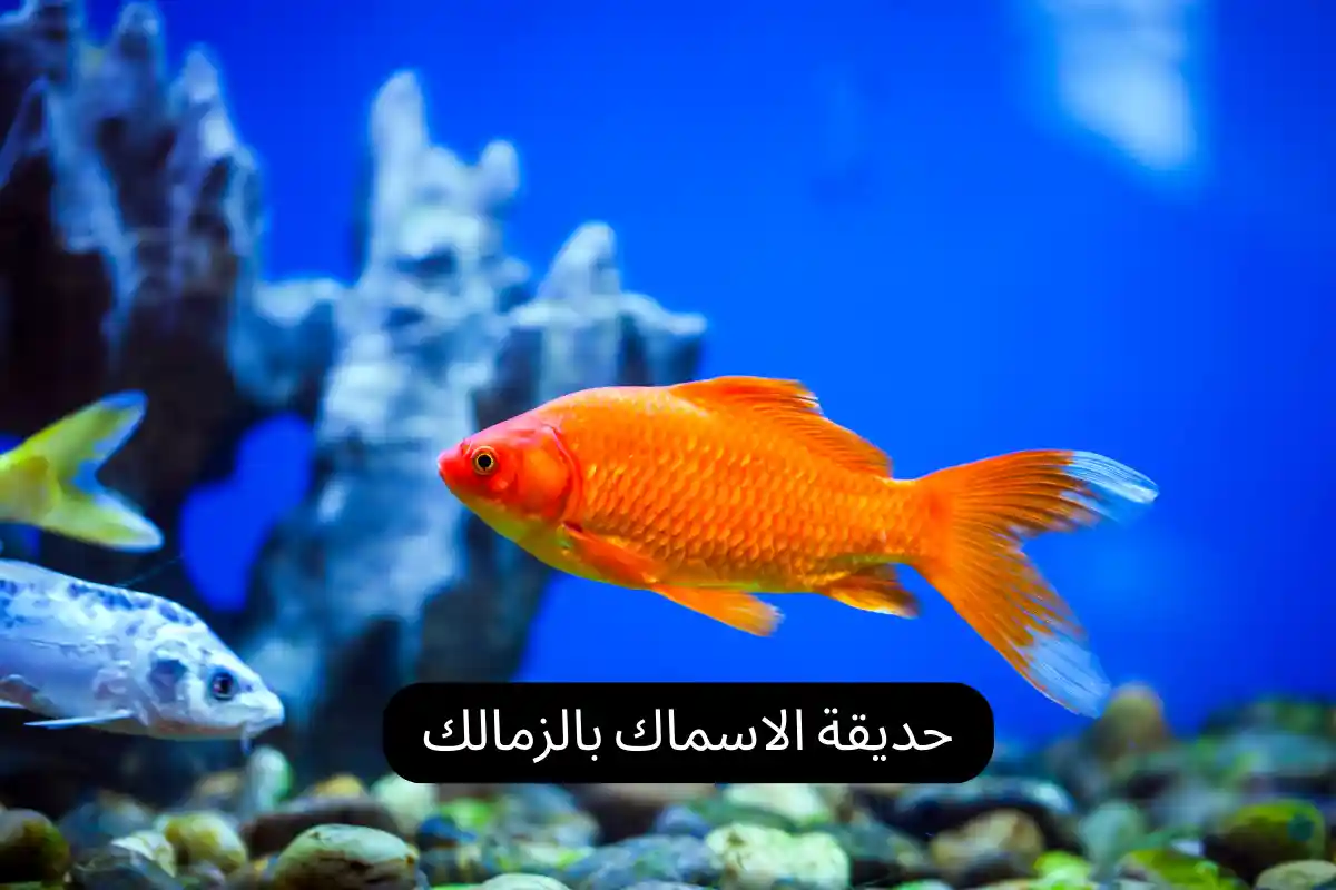 حديقة الاسماك بالزمالك