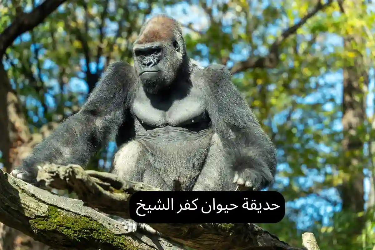 حديقة حيوان كفر الشيخ