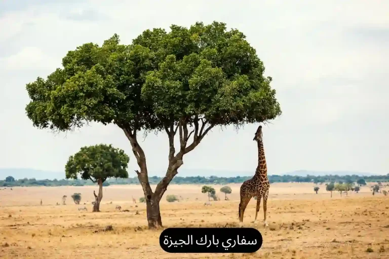 سفاري بارك الجيزة