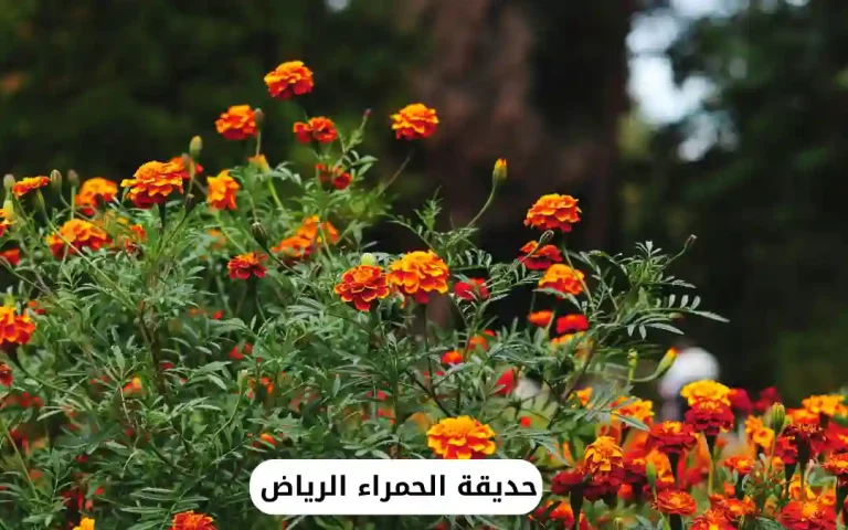 حديقة الحمراء الرياض