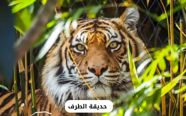 حديقة الطرف